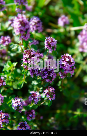 Close up de floraison sauvage le thym dans les Alpes suisses Banque D'Images