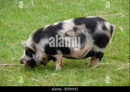 Kune kune pig grazing on grass Warwickshire Banque D'Images