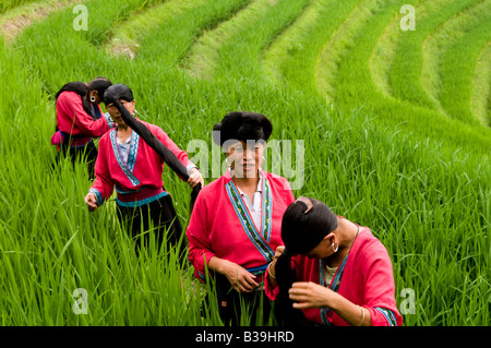 Les femmes Yao cheveux longs dans les belles rizières en terrasse de LongJi dans Guangxi Chine Banque D'Images