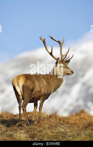 Red Deer (Cervus elaphus), stag sur la lande ridge à la fin de l'hiver Banque D'Images