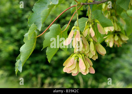 Grand Sycamore Maple Acer pseudoplatanus twig avec seeds Banque D'Images