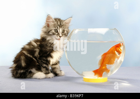 Norwegian Forest cat - chaton assis devant un verre avec poisson rouge Banque D'Images