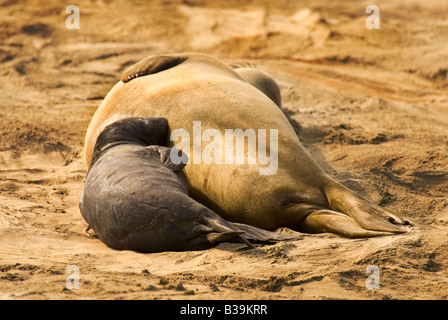 Les éléphants de mer passent par le rituel d'accouplement à Ano Nuevo State Reserve California, USA Banque D'Images