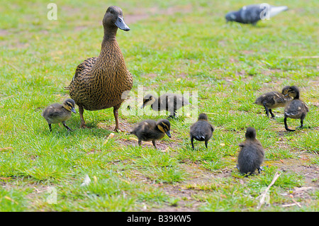 Canetons colverts avec - on meadow / Anas platyrhynchos Banque D'Images