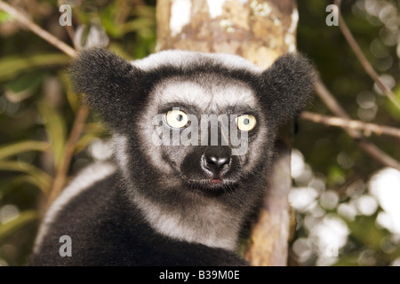 L'Indri Indri Indri - portrait / Banque D'Images