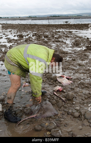 Dernier Mudhorse pêcheurs à la crevette tuant un Thornback Ray UK. La famille Sellick Stolford, Bridgewater Bay, Somerset, années 2000 2009 HOMER SYKES Banque D'Images