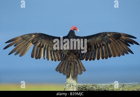 Urubu à tête rouge - Cathartes aura ailes / étendue Banque D'Images