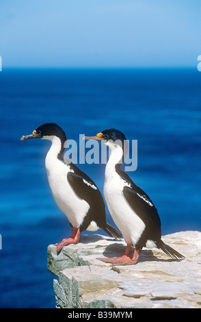 Deux très grands cormorans - debout sur rock / Phalacrocorax albiventer Banque D'Images