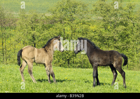 Deux poulains poneys connemara - standing on meadow Banque D'Images