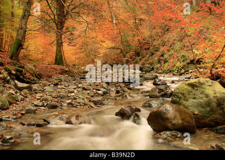 Afon Wen en automne Coed y Brenin Banque D'Images