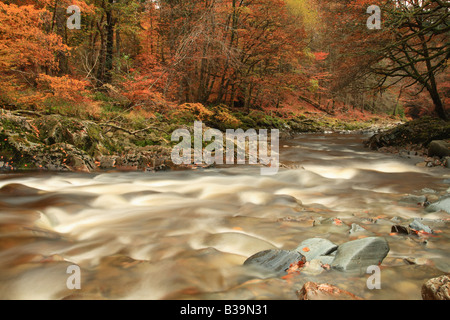 Afon Wen en automne Coed y Brenin Banque D'Images