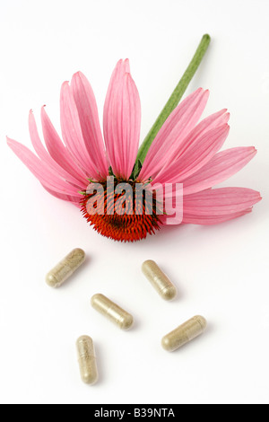 Coneflowers pourpre (Echinacea purpurea) Banque D'Images