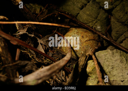 L'élimination des UXO, Nong Het district, province de Xieng Khouang, Laos.Blu 26 bombes découvert par les villageois alors que l'agriculture. Banque D'Images