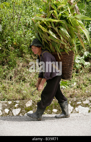 Nong Het district, province de Xieng Khouang, au Laos. Une agricultrice promenades accueil réalisation cultures récoltées. Banque D'Images