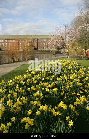 Ville de Derby, en Angleterre. Les jonquilles culture de la rive est de la rivière jardins avec Conseil Derby House dans l'arrière-plan. Banque D'Images