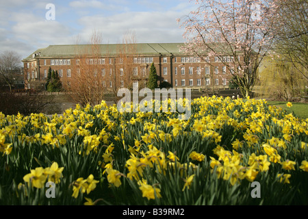 Ville de Derby, en Angleterre. Les jonquilles culture de la rive est de la rivière jardins avec Conseil Derby House dans l'arrière-plan. Banque D'Images