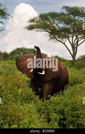 Un taureau éléphant d'Afrique Loxodonta africana fait une charge simulée PARC NATIONAL DE TARANGIRE TANZANIE Banque D'Images