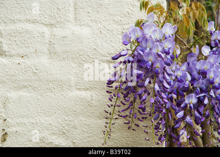 Une pulvérisation de violet glycine contre un mur de briques peintes en blanc. Banque D'Images