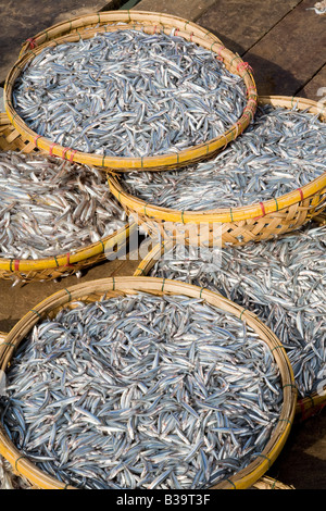 Les poissons fraîchement pêchés dans un marché asiatique Banque D'Images