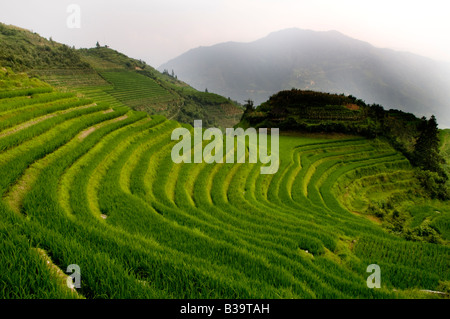 Les rizières en terrasses de LongJi incroyable dans le Guangxi Chine Banque D'Images