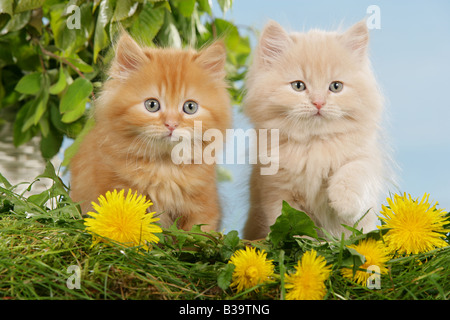 Deux highlander chaton - sitting on meadow Banque D'Images