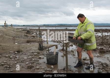 Dernier Mudhorse Mud Horse Fishermen pêche aux crevettes Royaume-Uni. La famille Sellick Stolford, Bridgewater Bay, Somerset Angleterre années 2000 2009 HOMER SYKES Banque D'Images