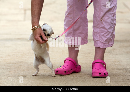 Un chihuahua se trouve à côté de son propriétaire qui porte des Crocs rose Banque D'Images