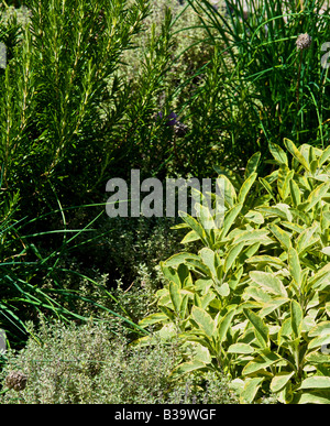 Un jardin d'herbe dans un jardin de fines herbes en août dans le sens des aiguilles d'une montre à partir du haut à gauche Ciboulette Romarin Sauge thym et ciboulette. Banque D'Images