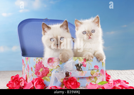 Deux chatons British shorthair - assise dans une petite boîte Banque D'Images