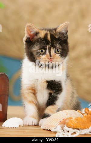 Chaton British Shorthair - séance Banque D'Images