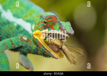 Caméléon Panthère - avec les proies / Furcifer pardalis Banque D'Images