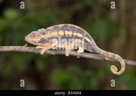 Caméléon Panthère - assis sur le Furcifer pardalis / direction générale Banque D'Images
