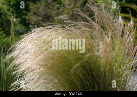 Needlegrass Finestem, Blanc, buttes de gazon (plumes mexicaine, Stipa tenuissima ou traînasse ou Centinode ou herbe aux cent tenuissima) Banque D'Images