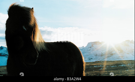 L'Islande dans la lumière du soleil Banque D'Images