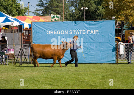 Un membre de la FFA les futurs agriculteurs d'Amérique à thecattle vache boeuf promenades compétition à la foire de l'état de l'Oregon Banque D'Images