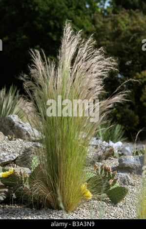 Needlegrass Finestem, Blanc, buttes de gazon (plumes mexicaine, Stipa tenuissima ou traînasse ou Centinode ou herbe aux cent tenuissima) Banque D'Images