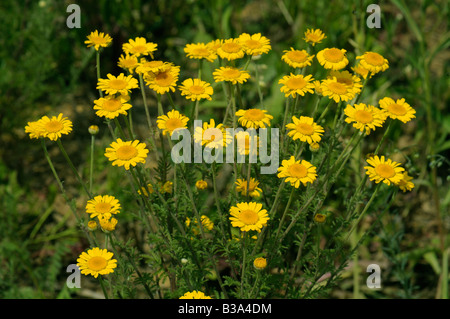 Marigold maïs, maïs (Daisy Chrysanthemum segetum, Xanthophthalmum segetum, Glebionis segetum) Banque D'Images
