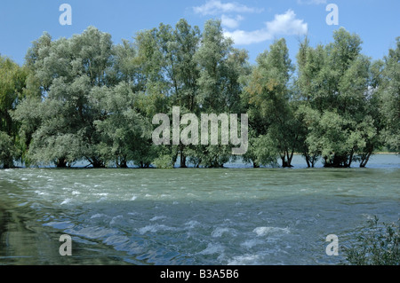 Le saule blanc (Salix alba), arbres en été Banque D'Images