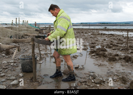 Dernier Mudhorse Mud Horse Fishermen pêche aux crevettes Royaume-Uni. La famille Sellick Stolford, Bridgewater Bay, Somerset Angleterre années 2000 2009 HOMER SYKES Banque D'Images