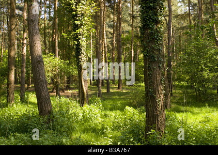 Glade forestiers La Forêt de Thetford Norfolk UK Banque D'Images