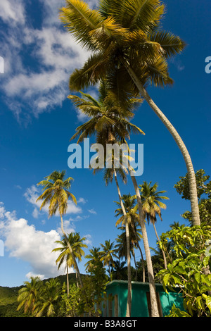 Caraïbes, îles sous le Vent, îles Vierges américaines, St. John, Cinnamon Bay Beach & palms Banque D'Images