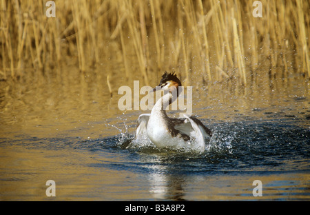 Grèbe huppé - Podiceps cristatus / natation Banque D'Images