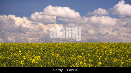 Un champ de colza floraison jaune un jour d'été de ciel bleu et nuages blancs Banque D'Images
