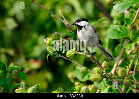 Carolina Chickadee, Poecile carolinensis, perches dans un arbuste de Sharon, Hibiscus syriacus. Oklahoma City, Oklahoma, États-Unis. Banque D'Images