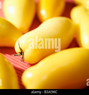 Tomates de San Marzano jaune Banque D'Images