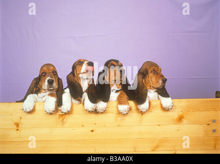 Basset Hound. Quatre chiots avec leurs pattes au-dessus d'une poutre Banque D'Images