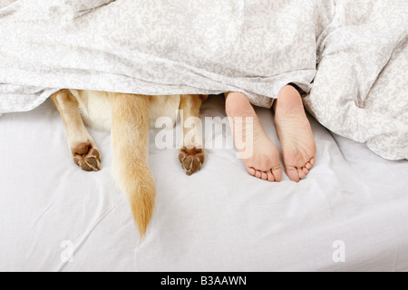 Pattes d'un Labrador Retriever à côté des pieds humains Banque D'Images