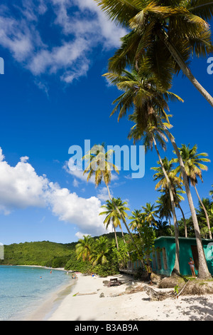 Caraïbes, îles Vierges américaines, St. John, Cinnamon Bay Beach et palmiers Banque D'Images