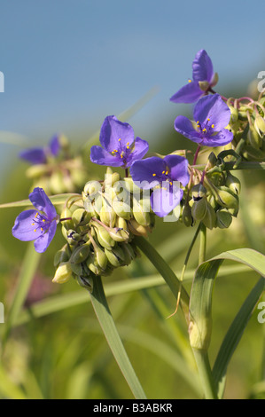 Tradescantie de l'Ohio, (Tradescantia ohiensis Bluejacket), la floraison Banque D'Images