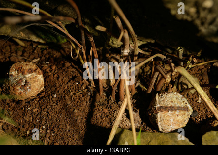 L'élimination des UXO, Nong Het district,province de Xieng Khouang, Laos.Blu 26 bombes découvert par les villageois alors que l'agriculture. Banque D'Images